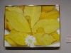 DSC00066.JPG
